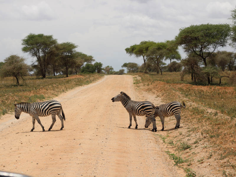 Discover the Beauty of Arusha National Park: Safaris, Landscapes, and More