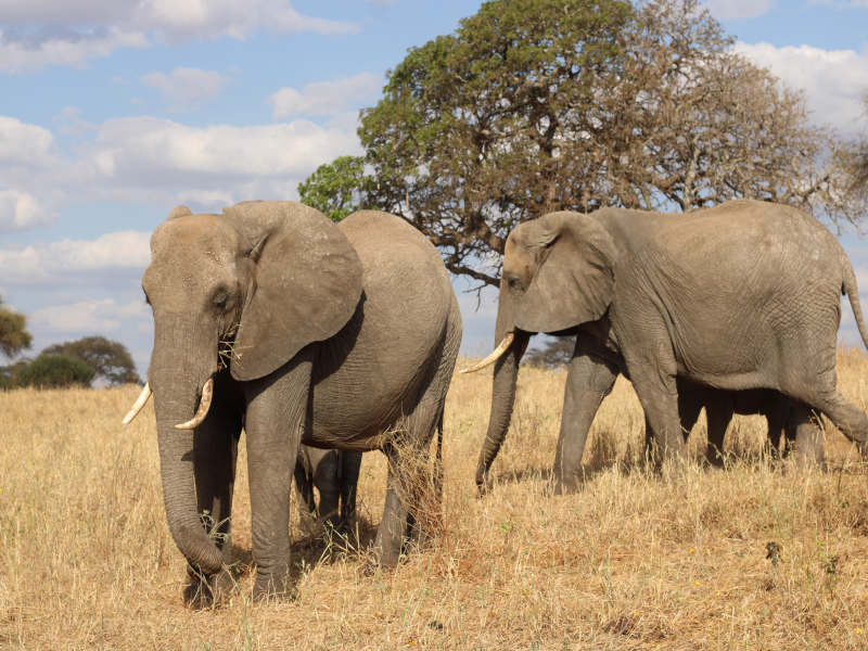 Safari Adventures in Serengeti National Park