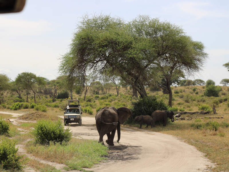 Tarangire National Park Travel Guide