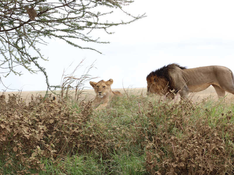 Tarangire National Park - Serengeti National Park photo 1