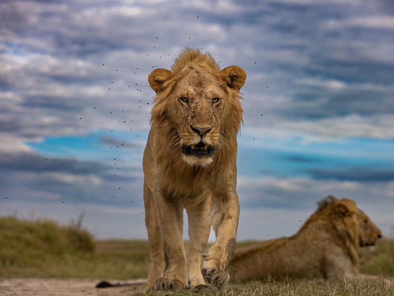 Fly from Zanzibar to Nyerere for Amazing Game drive photo 1