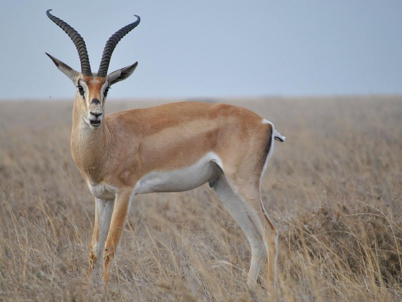Morning Serengeti Game Drive – Exit Serengeti - Departure photo 1