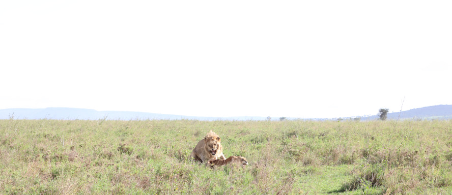 Ngorongoro Crater - Tarangire National Park photo 2