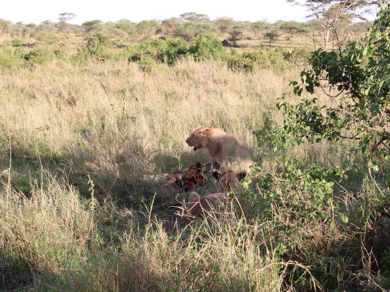 Serengeti National Park (full day in Seronera) photo 1