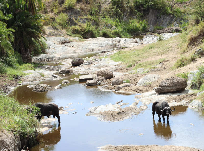 Serengeti National Park to Zanzibar photo 1