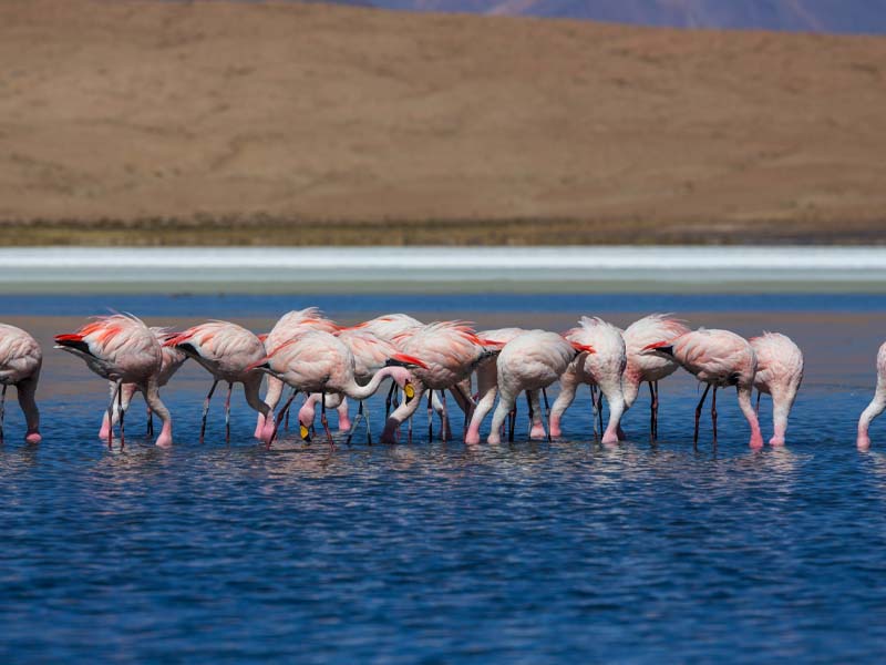 Lake Natron – Return to Arusha photo 2