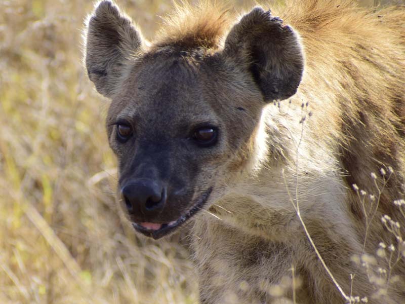 Western Serengeti National Park Full Day photo 1