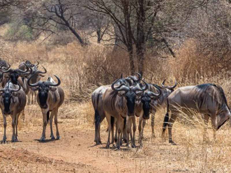 Central Serengeti – Western Corridor photo 2