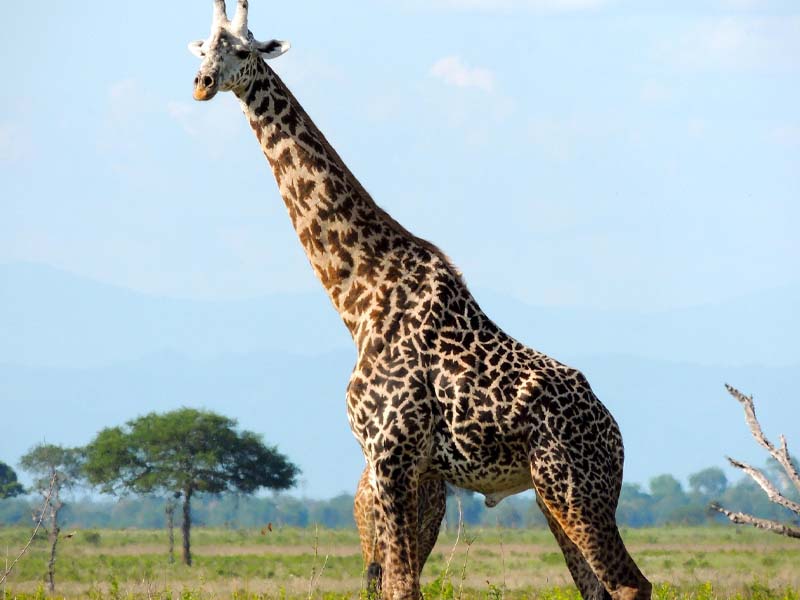 Full-Day Serengeti Migration Safari photo 2