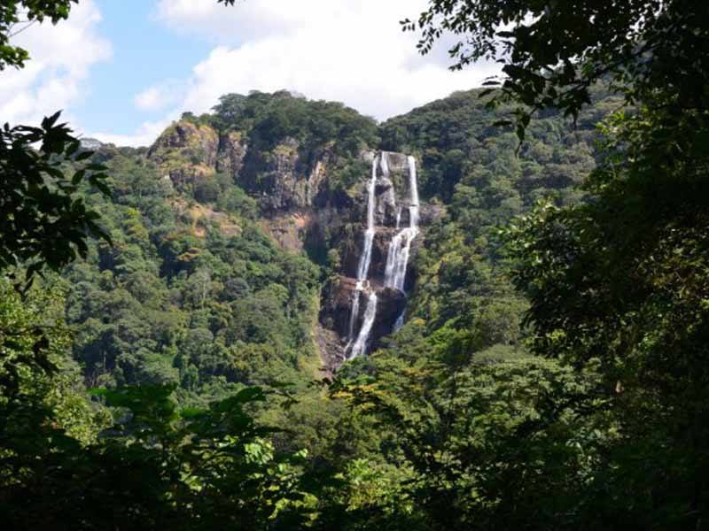Mwanihana Forest Trek photo 2