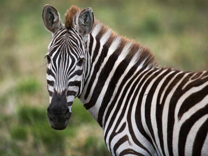 Walking Safari & Afternoon Game Drive photo 1