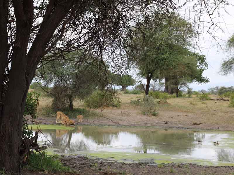 Sunrise Game Drive & Departure photo 1