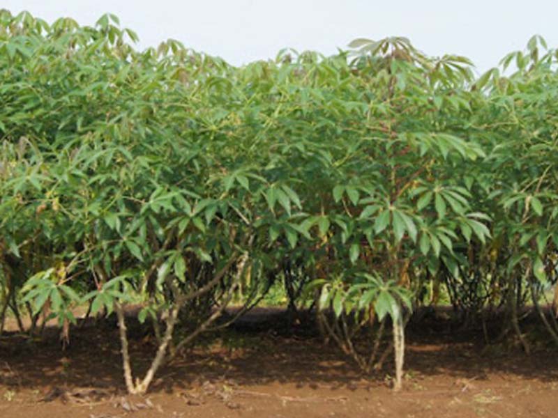 Zanzibar Cultural Village Experience photo 2