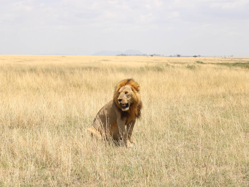 Ngorongoro Crater - Kilimanjaro International Airport (JRO) photo 1