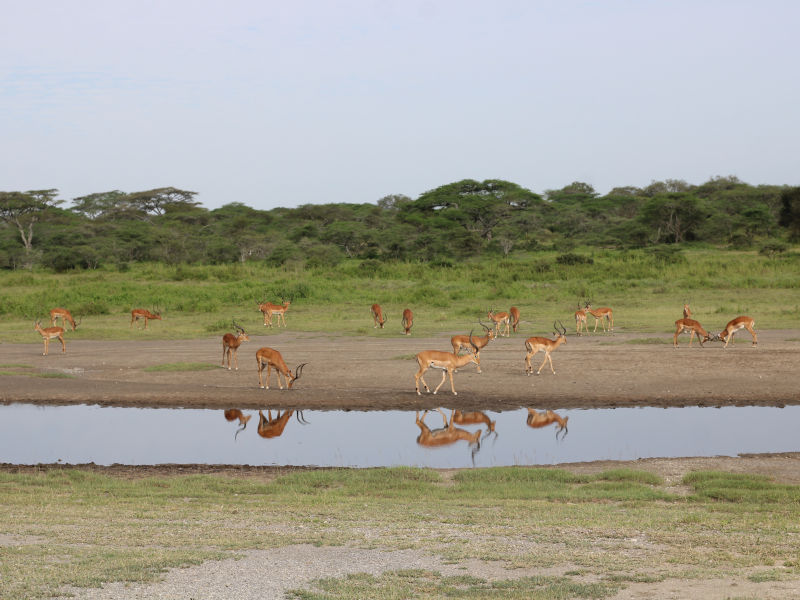 Serengeti National Park (Seronera ) Full Day photo 1