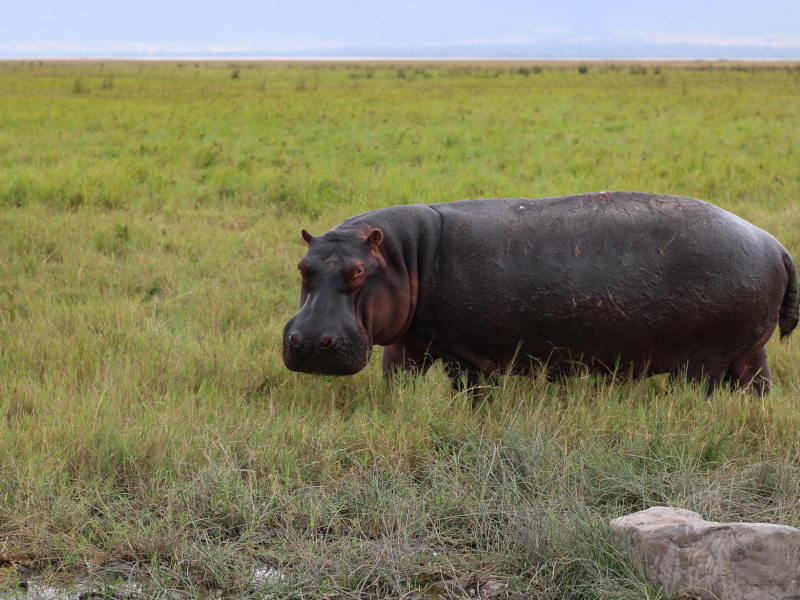 Ngorongoro Crater - Kilimanjaro International Airport (JRO) photo 1