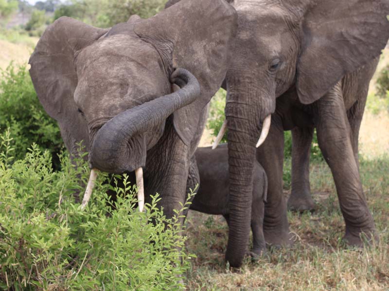 Arusha Town - Tarangire National Park - Arusha Town photo 1