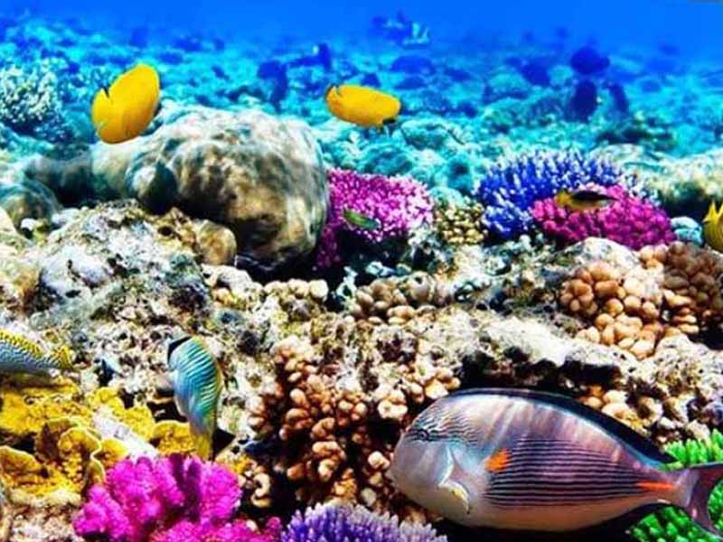 Mnemba Atoll Snorkeling & Sandbank Picnic photo 1