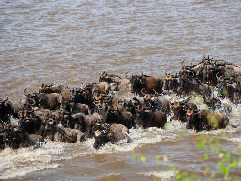 Serengeti National Park Full Day photo 1