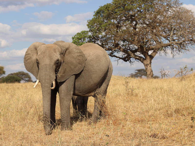 Arusha Town - Lake Manyara National Park - Lake Eyasi photo 2