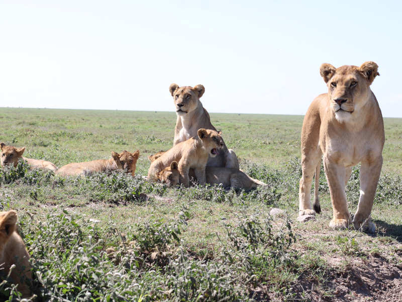 Serengeti National Park (Seronera ) Full Day photo 1