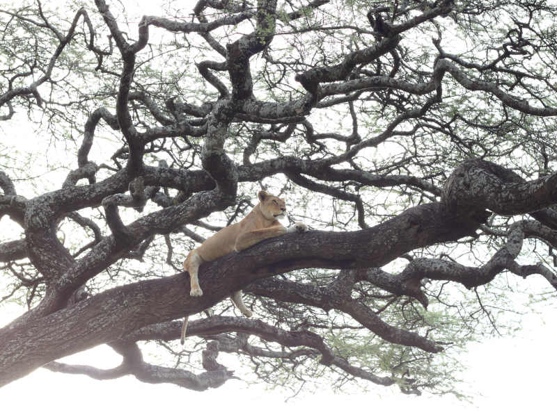 Mto Wa Mbu - Lake Manyara National Park - Ngorongoro Conservation Area (Crater) photo 1