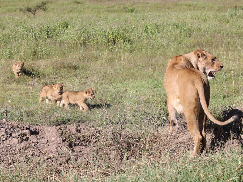 Ngorongoro Crater - Kilimanjaro International Airport (JRO) photo 1