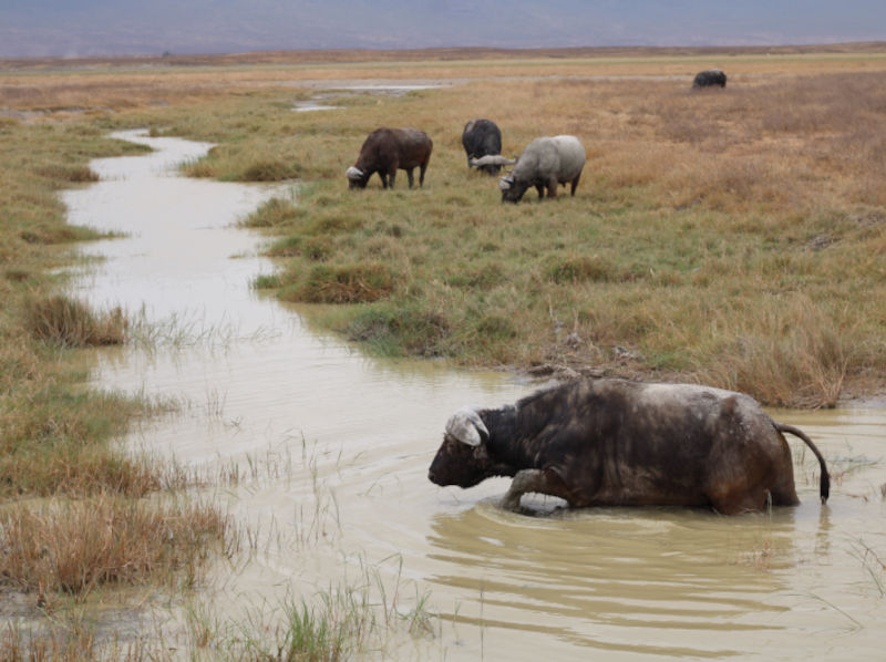 Ngorongoro Crater photo 1