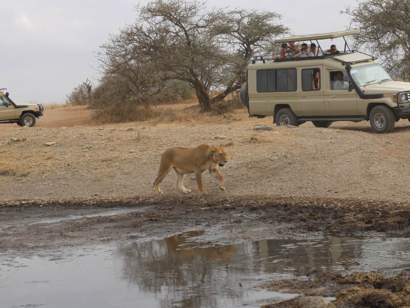 Serengeti National Park - Ngorongoro Crater photo 1