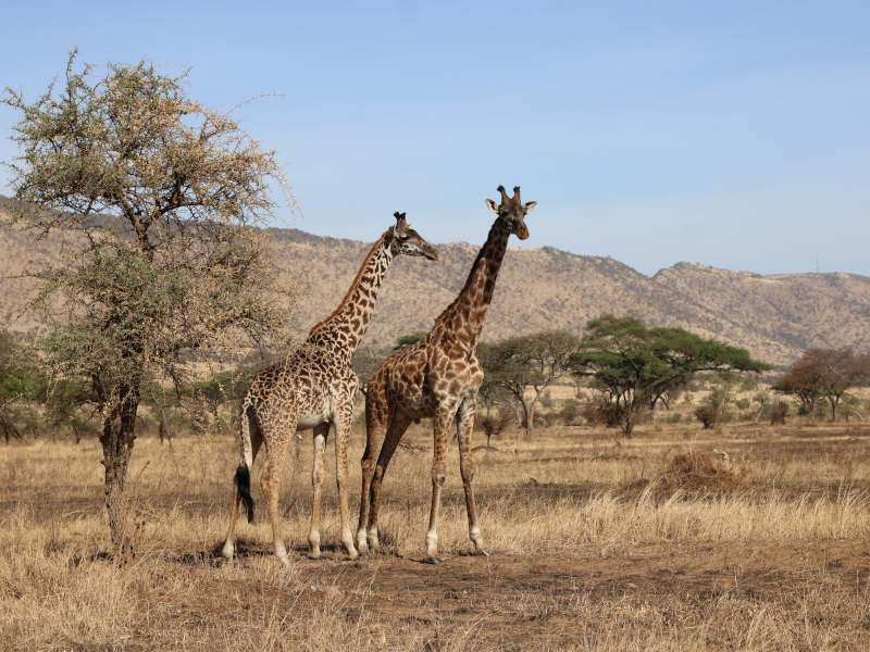 Tarangire National Park - Serengeti National Park photo 1