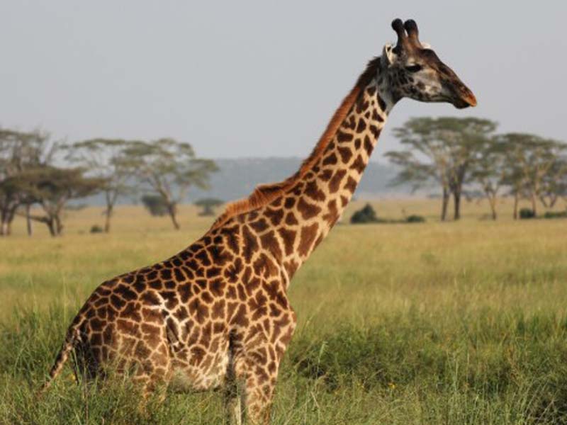 From Arusha to Central Serengeti photo 2