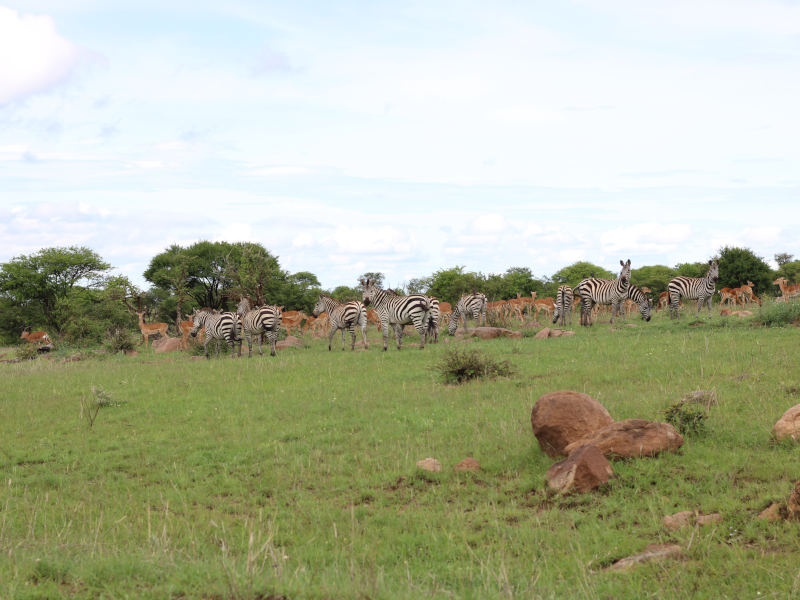 Serengeti National Park - Ngorongoro Crater photo 1