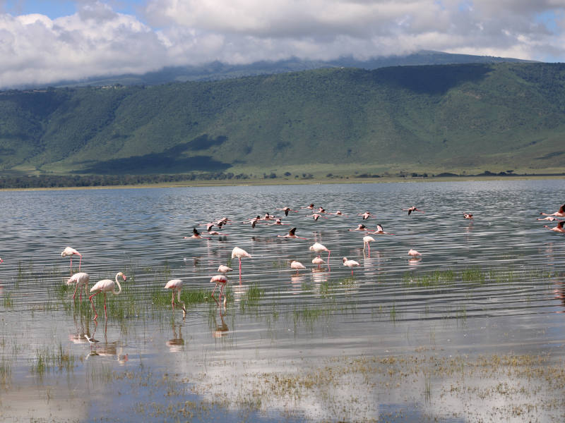 Lake Manyara National Park - Ngorongoro Crater photo 1