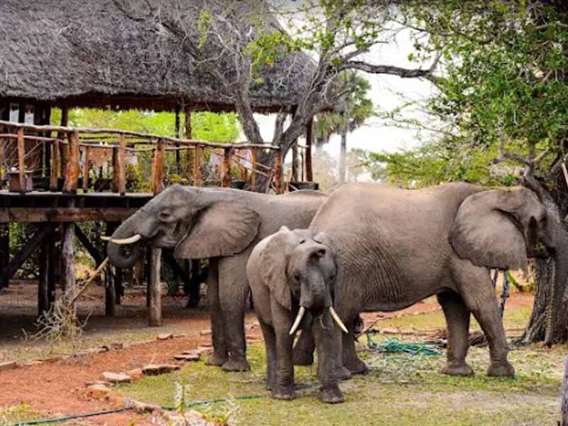 Full-Day Game Drive & Bush Lunch photo 2
