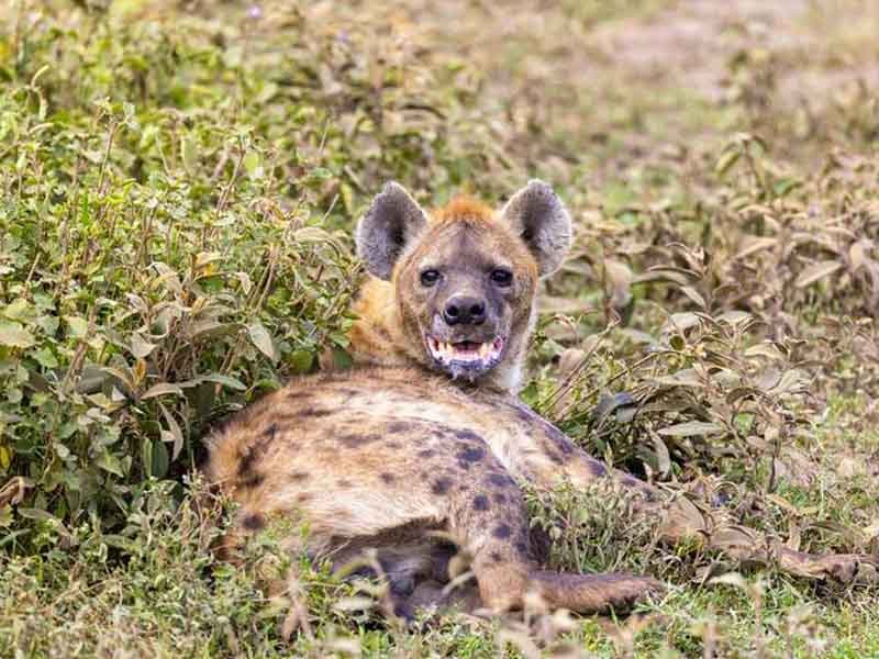 Ngorongoro Crater - Departure photo 2