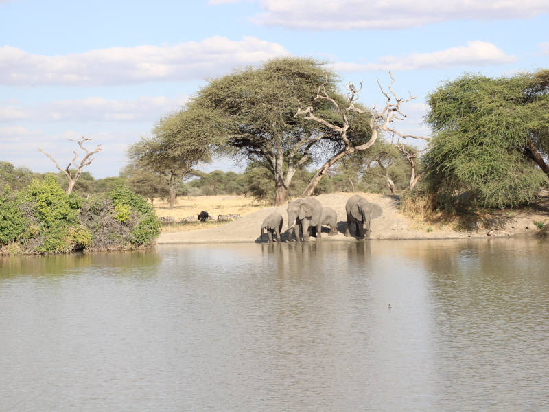 Arusha Town - Tarangire National Park photo 2