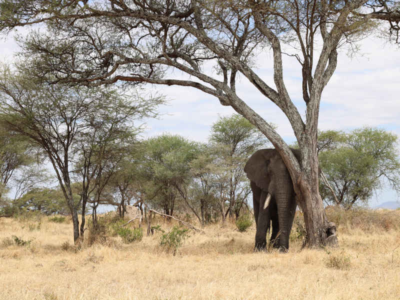 Tarangire National Park - Kilimanjaro International Airport (JRO) photo 1