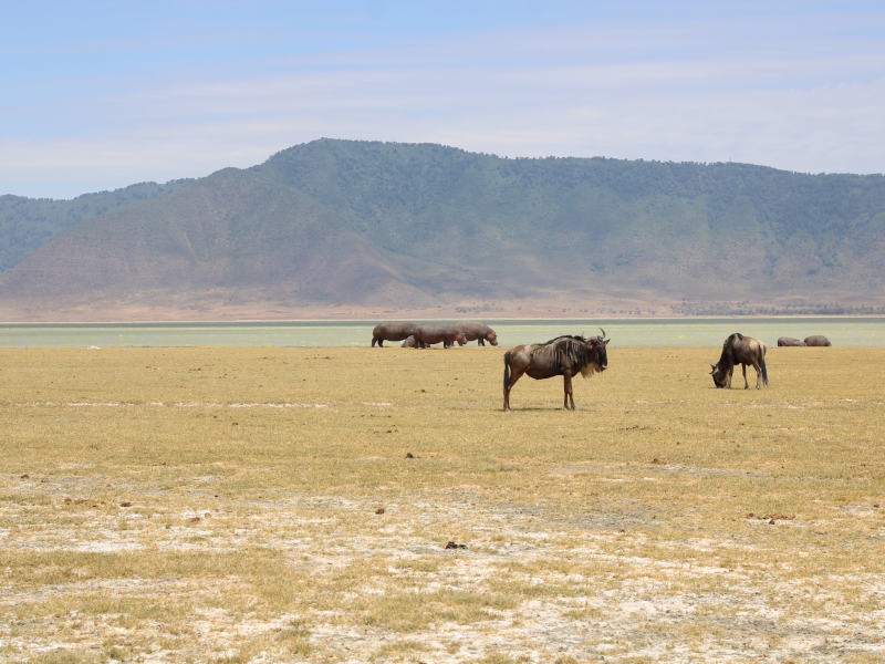 Arusha Town - Lake Manyara National Park photo 1