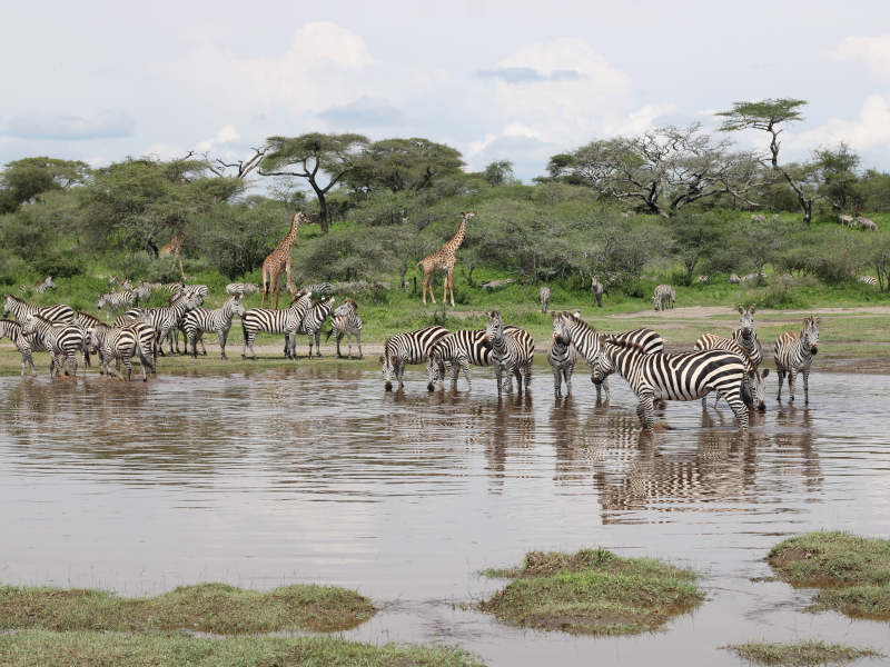 Serengeti National Park (Seronera ) Full Day photo 2