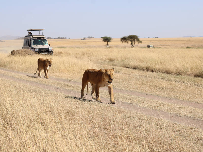 Serengeti National Park (full day in Seronera) photo 2