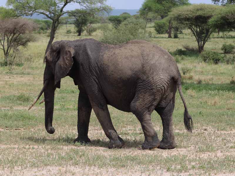 From Arusha to Tarangire National Park photo 2