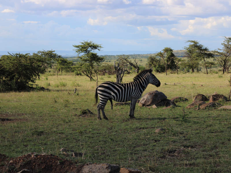 Arusha Town -  Lake Manyara National Park photo 1