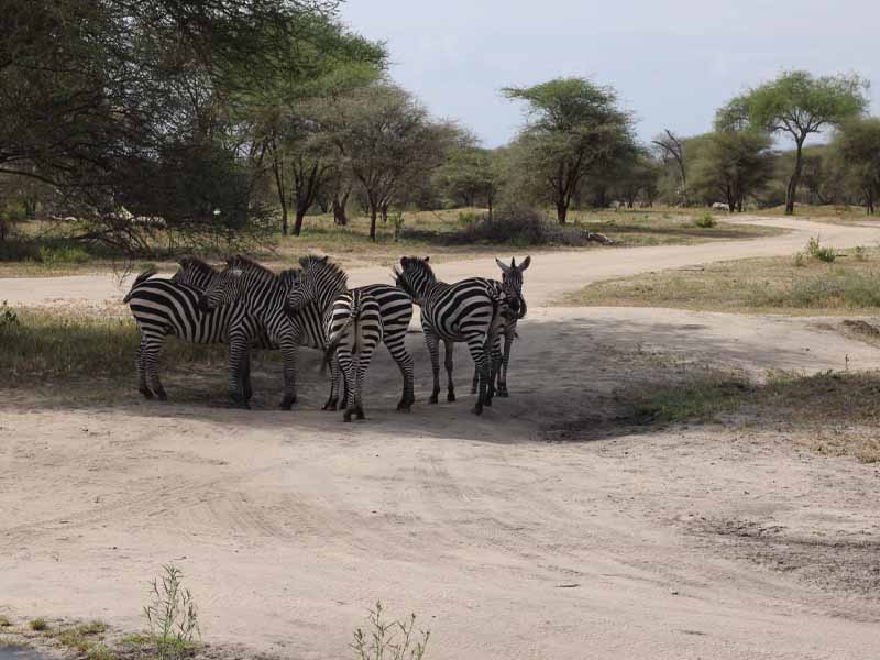 Fly from Zanzibar to Nyerere National Park for Amazing Game drive & Boating photo 1