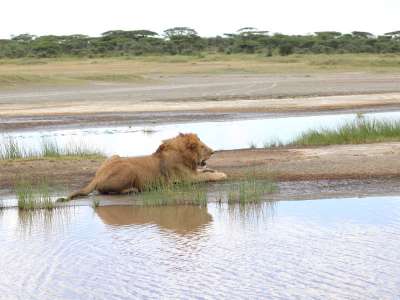 Serengeti National Park (full day in Seronera) photo 1