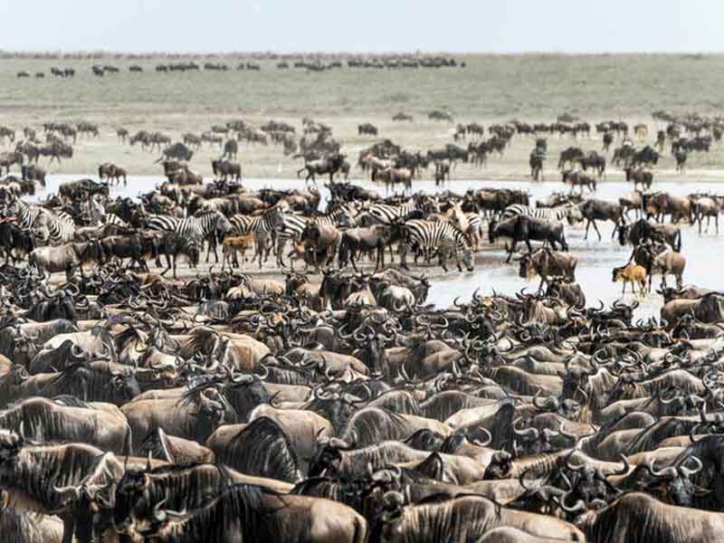 Serengeti National Park (full day in Seronera) photo 1