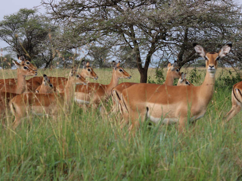 Tarangire National Park - Lake Manyara National Park photo 1