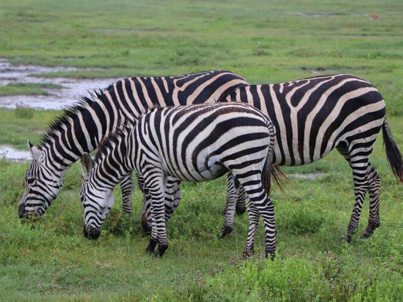 Ngorongoro Crater - Arusha Town or Kilimanjaro International Airport photo 2