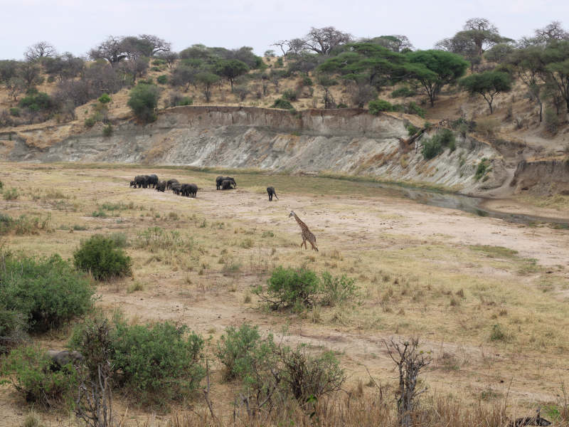 Tarangire National Park - Kilimanjaro International Airport (JRO) photo 1