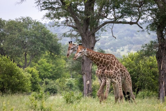Karatu -Tarangire National Park photo 2
