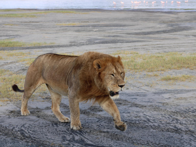 Ngorongoro Crater - Kilimanjaro International Airport (JRO) photo 1